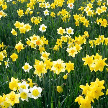 Daffodil Naturalising Mix Bulbs 1.5kg 5035714014703